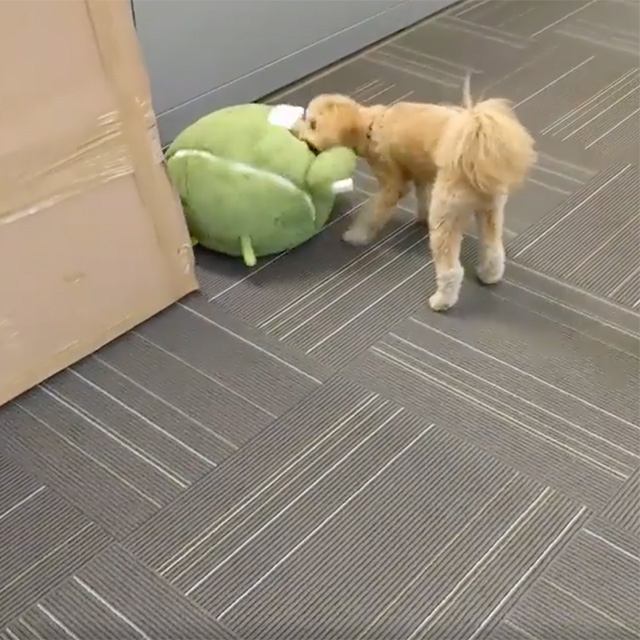 Doogler With Android Plush Toy