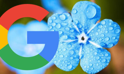 Google Search Testing Blue Header