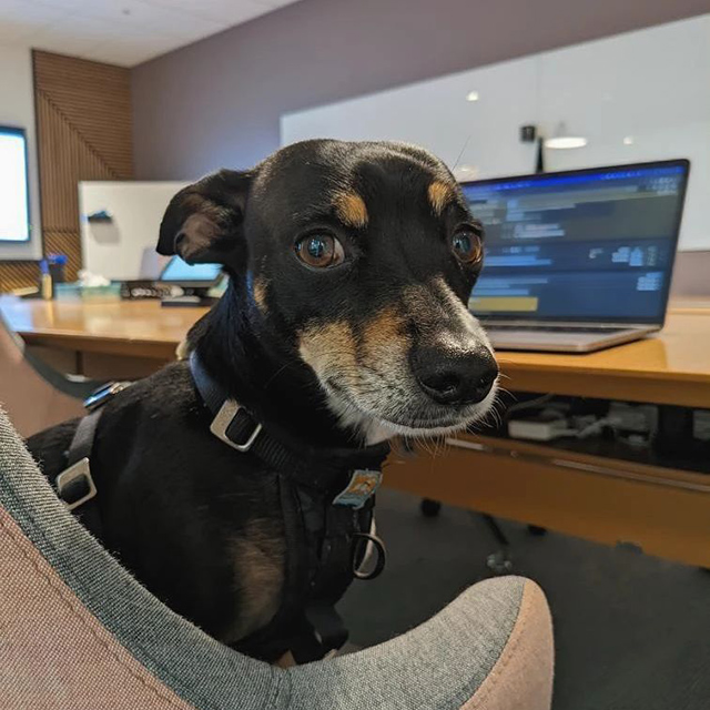 A Dooglers First Day At A Google Office