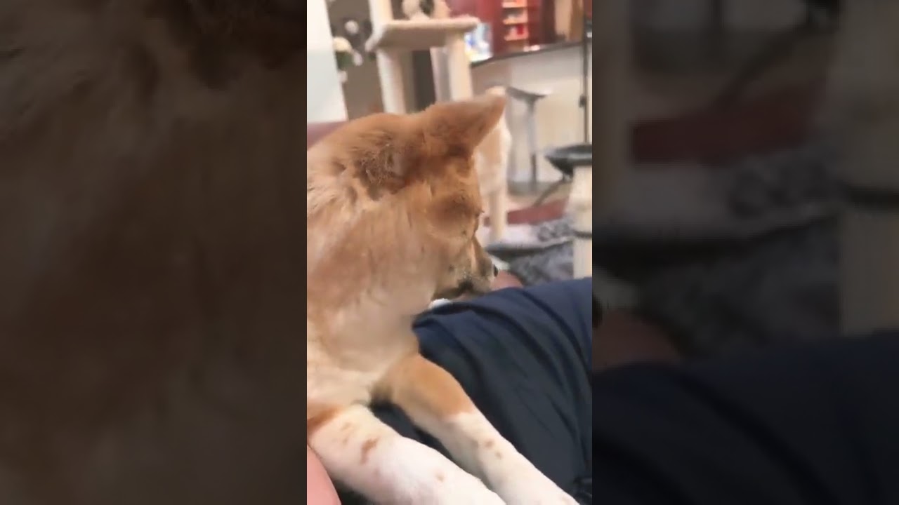 The most adorable shiba inu puppy. Day in the Life of a Search Engine Optimization