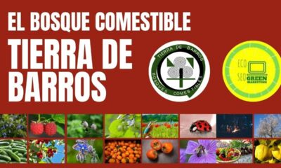 Green Marketing y SEO Posicionamiento de Empresas con RSE de la Tierra de Barros