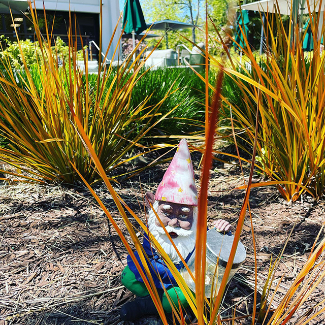 Gnome In Google Landscaping
