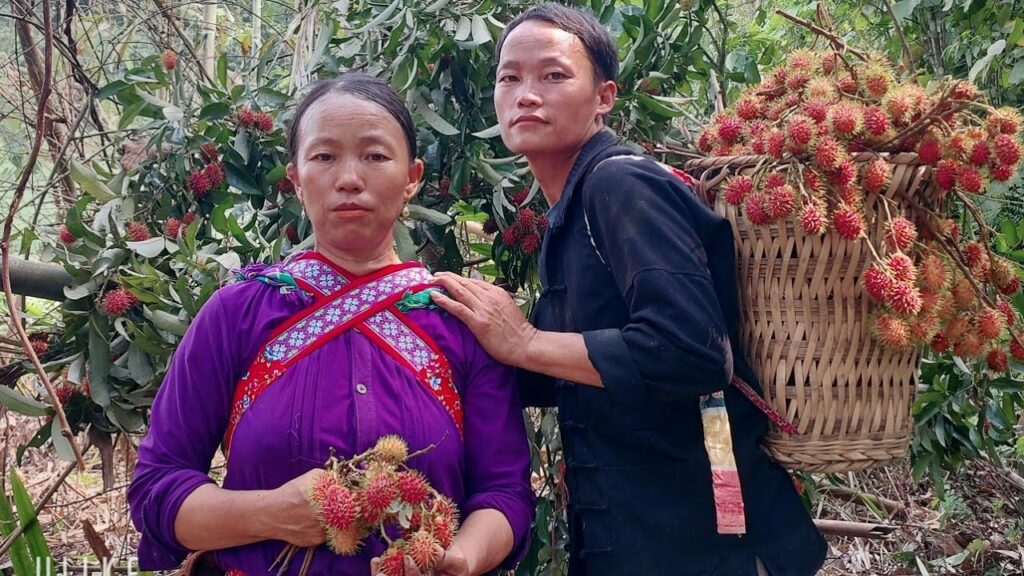 Go to the forest to pick black rambutan and sell it to the market